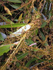 Cuscuta lupuliformis
