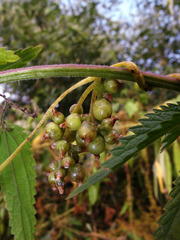 Cuscuta lupuliformis