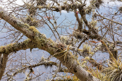 Tillandsia streptocarpa, photograph Frank Dietze, CC BY, iNaturalist via GBIF