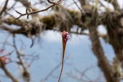 Tillandsia streptocarpa