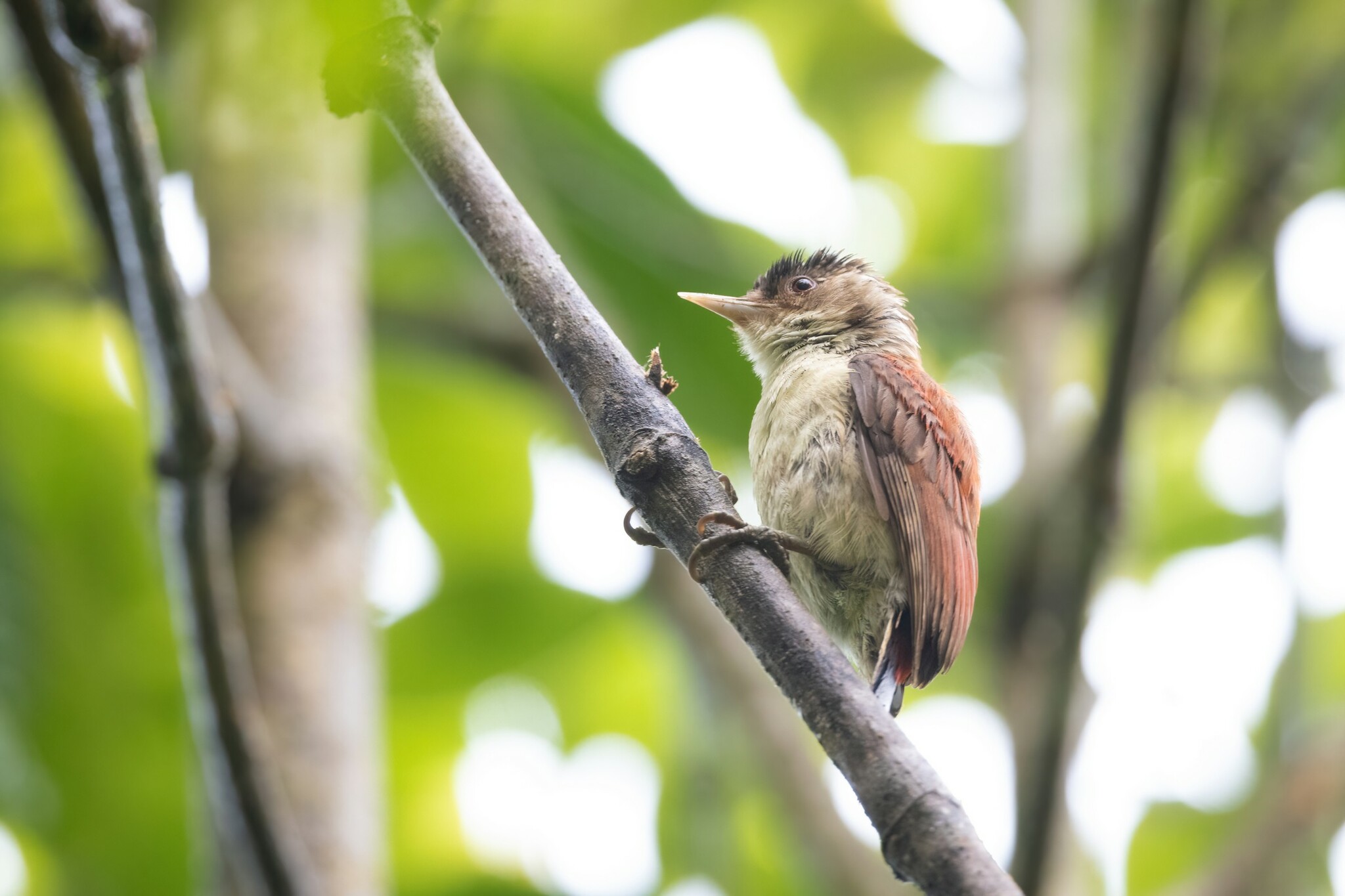 Scarlet-backed Woodpecker (Veniliornis callonotus), photo 9