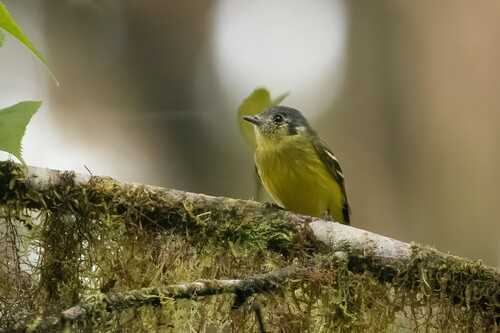 Ashy-headed Tyrannulet (Tyranniscus cinereiceps), photo 6