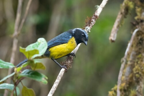 Buff-banded Mountain Tanager (Dubusia taeniata), photo 7