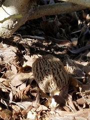Morchella