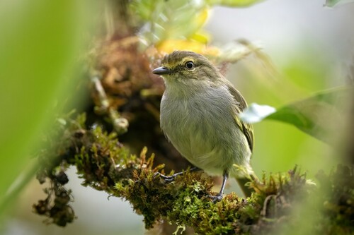 Choco Tyrannulet (Zimmerius albigularis), photo 4