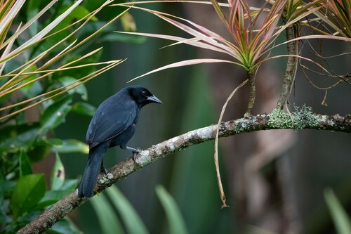 Scrub Blackbird
