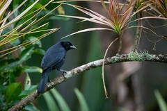 Scrub Blackbird photo 2