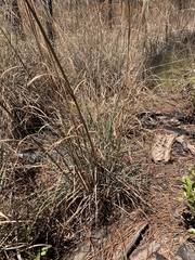 Andropogon virginicus