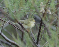 Phylloscopus ibericus