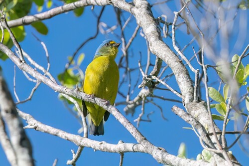 Puerto Rican Euphonia (Chlorophonia sclateri), photo 10