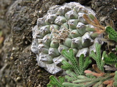 Strombocactus disciformis esperanzae