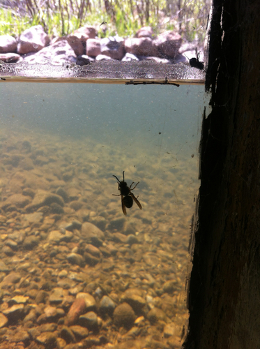 iNaturalist observation photo of Hornets and Yellowjackets