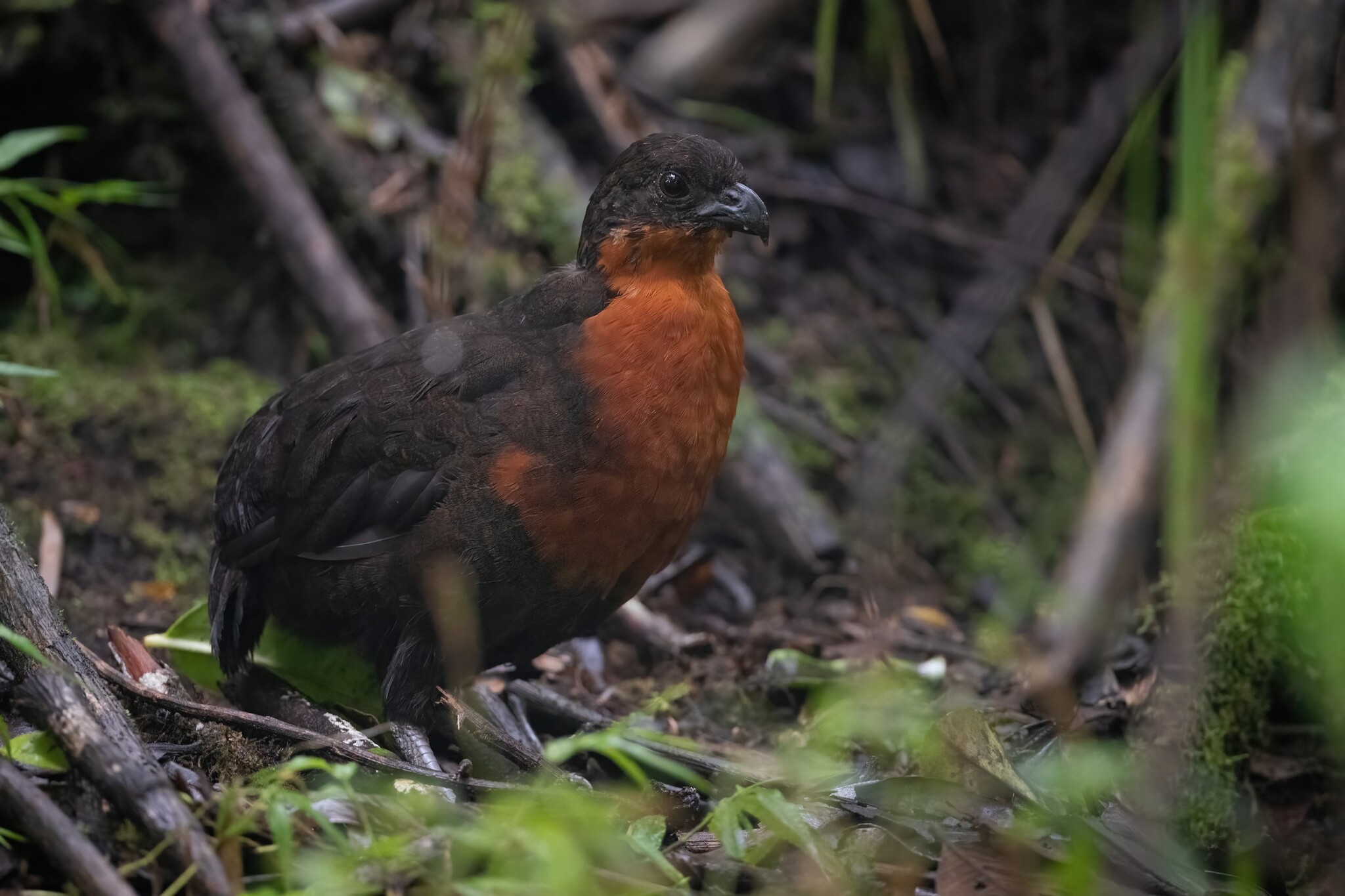 Dark-backed Wood Quail (Odontophorus melanonotus), photo 4