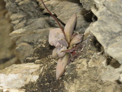 Echeveria xichuensis