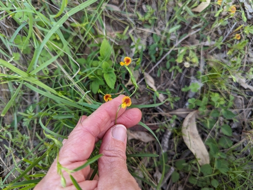 Image of Zornia dyctiocarpa by no rights reserved
