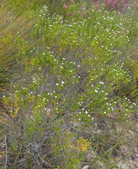 Phylica purpurea pearsonii