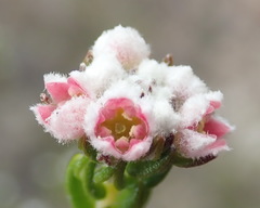 Phylica purpurea pearsonii