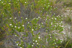 Phylica purpurea pearsonii