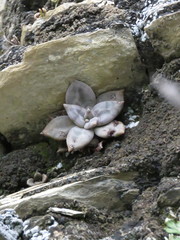 Echeveria xichuensis