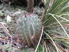 Ferocactus echidne