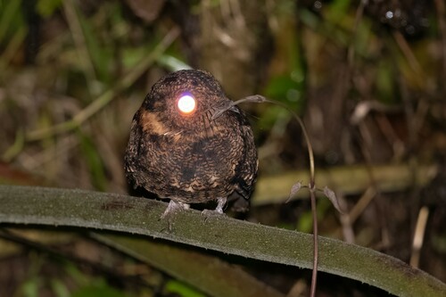 Lyre-tailed Nightjar (Uropsalis lyra), photo 10