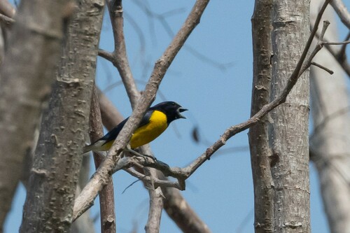 West Mexican Euphonia (Euphonia godmani), photo 7