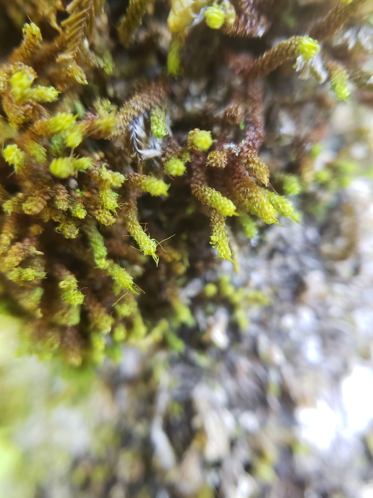 Macromitrium helmsii