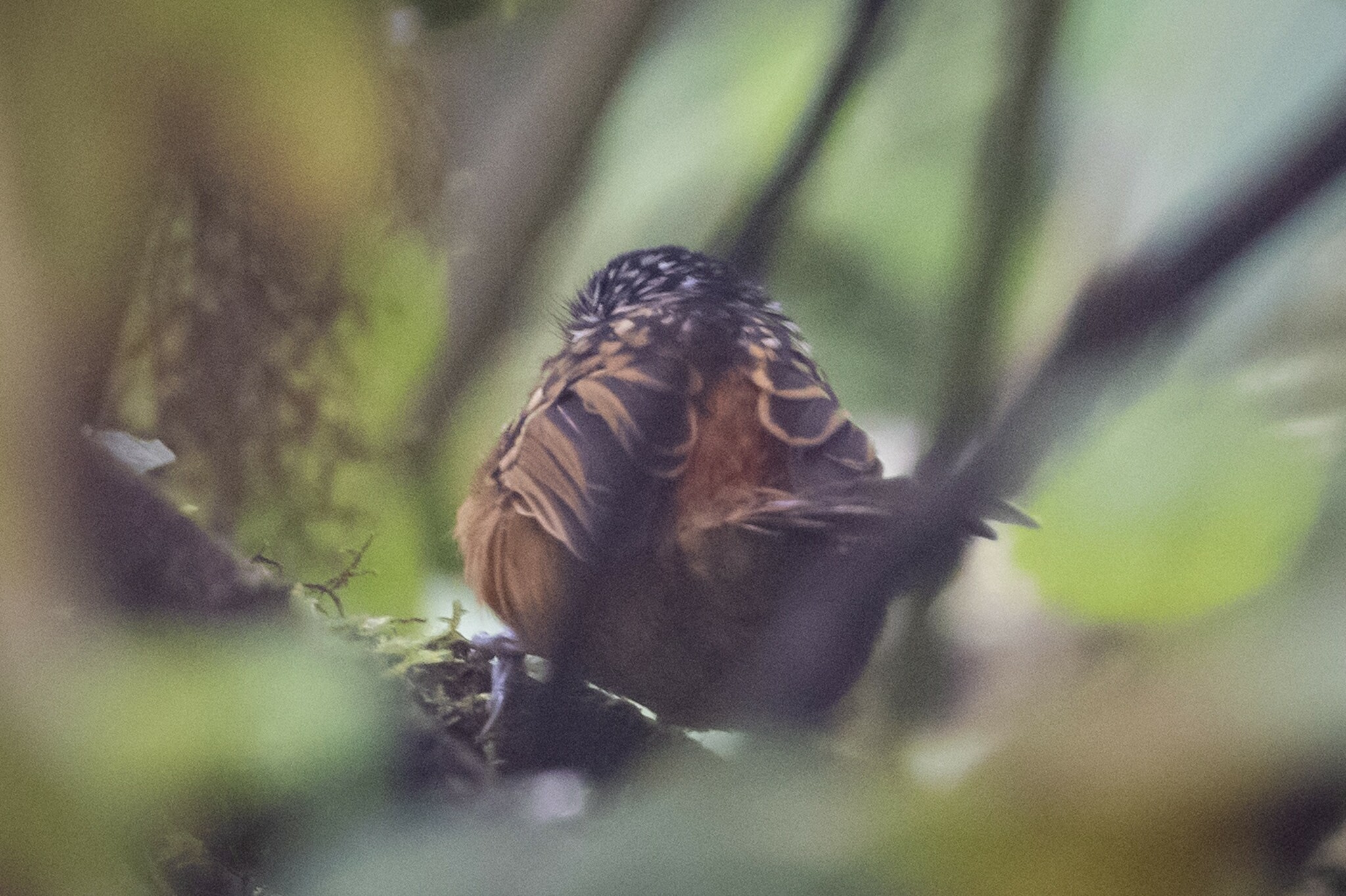 Streak-headed Antbird (Drymophila striaticeps), photo 10