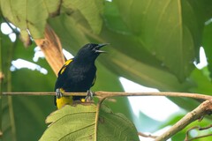 Puerto Rican Oriole photo 4