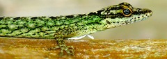 Anolis peraccae