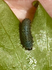 Periclista