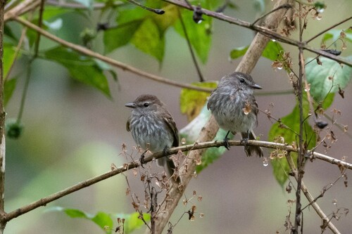 Mouse-grey Flycatcher (Myiophobus crypterythrus), photo 4
