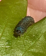 Periclista