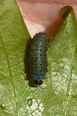 Periclista