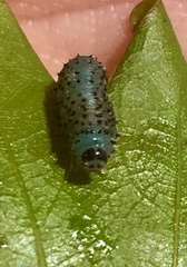Periclista