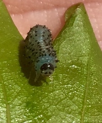 Periclista