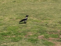 Corvus cornix
