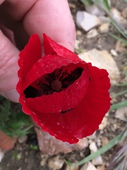 Papaver umbonatum
