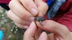 Pseudacris streckeri