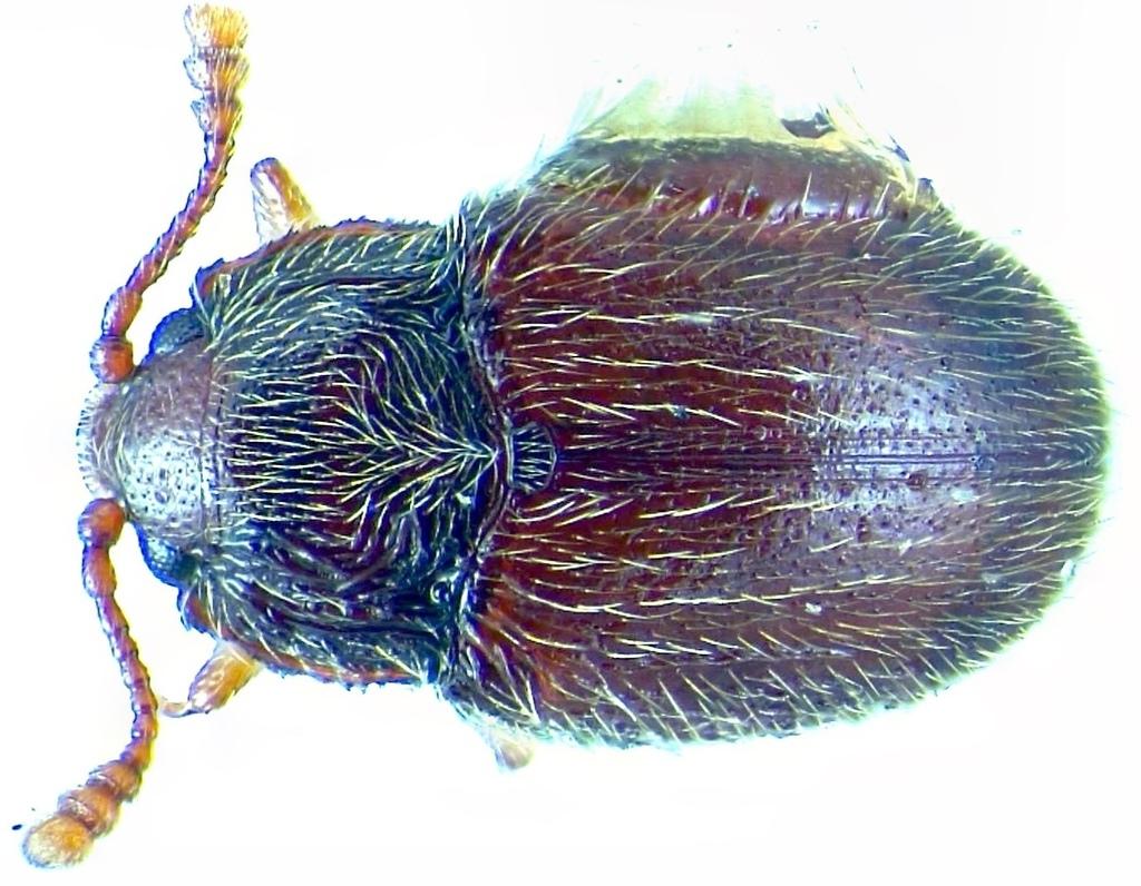 Henotiderus lorna