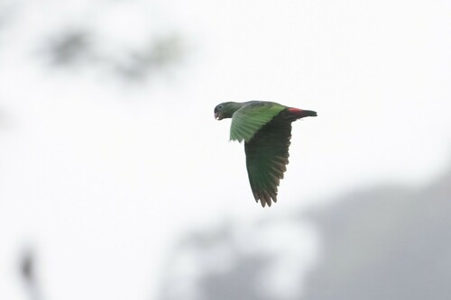 Red-billed Parrot (Pionus sordidus), photo 7