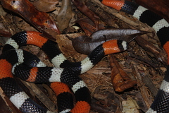 Trinidad Ribbon Coral Snake photo 4