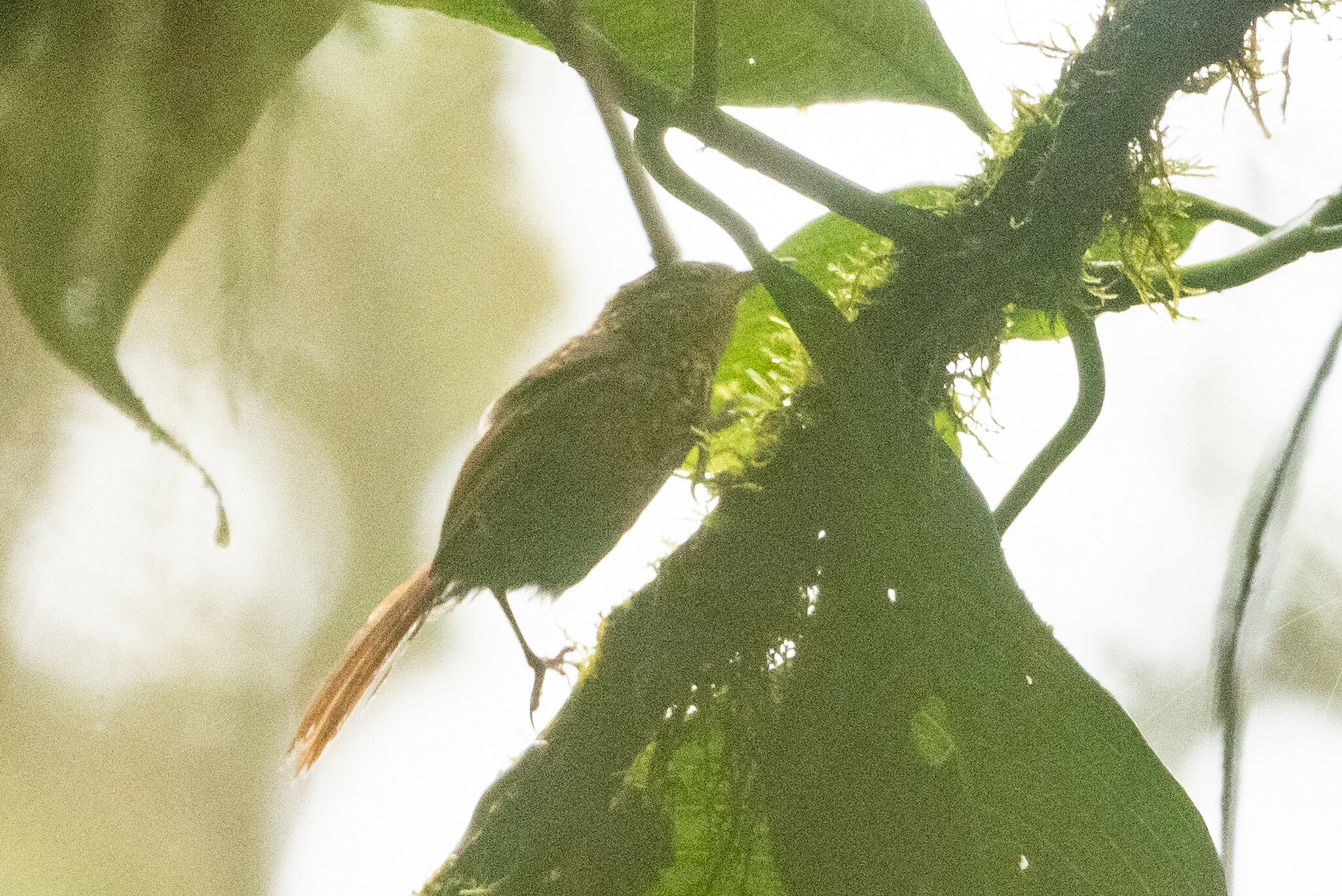 Rusty-winged Barbtail (Premnornis guttuliger), photo 8