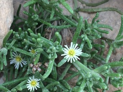 Mesembryanthemum nodiflorum