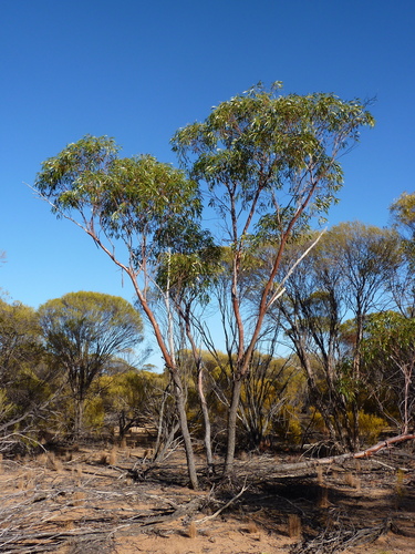 Eucalyptus petraea D.J.Carr & S.G.M.Carr 2