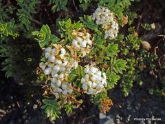 Pimelea traversii
