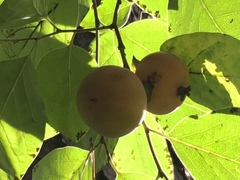 Diospyros virginiana