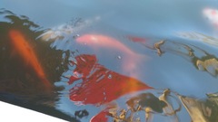 Cyprinus rubrofuscus