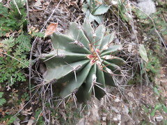 Ferocactus echidne