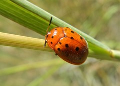Chelymorpha phytophagica